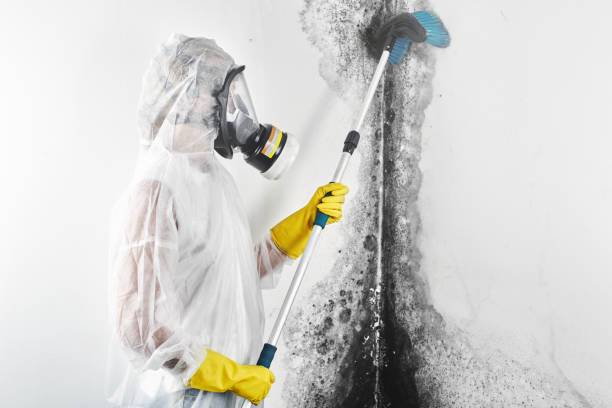 Best Mold Odor Removal Services  in Elwood, IN