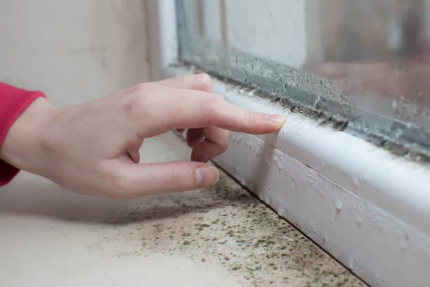 Forensic Mold Investigation in Elwood, IN