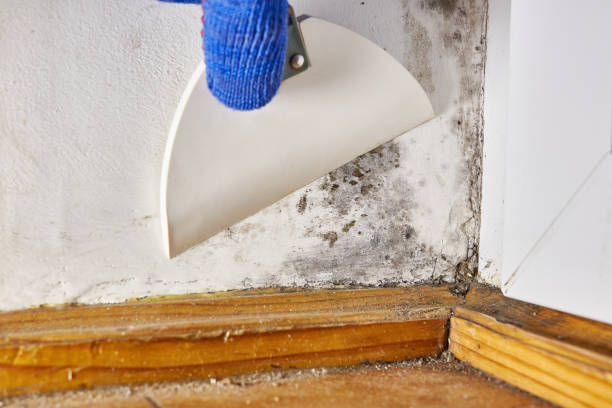 Best Mold Removal for HVAC Installations  in Elwood, IN
