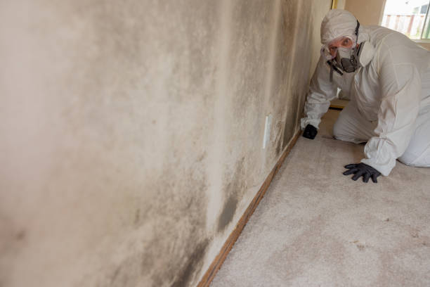 Best Commercial Mold Inspection  in Elwood, IN